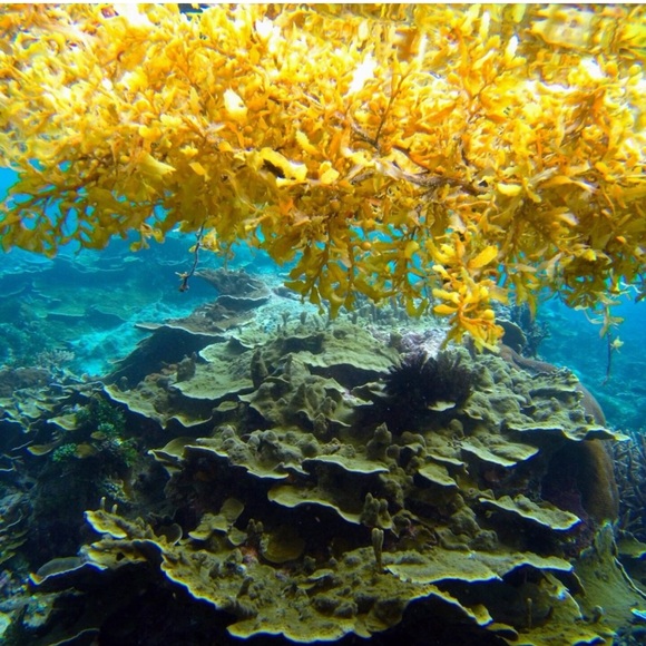 sargasso_sea